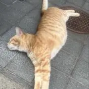 モーリーの画像