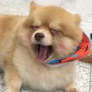 ぱにぱにの画像