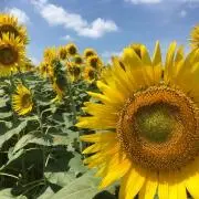 こまっとぅの画像