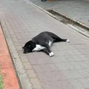 Sono