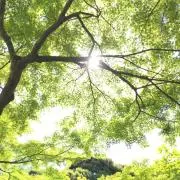 おつまみの画像