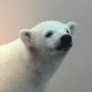 polarbearの画像