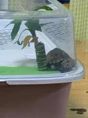 Mas Shgの画像