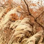 Mimiの画像