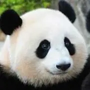 最終お値下げ 新之助上布 綿麻 未使用 ラズベリー ゆったり 手縫い