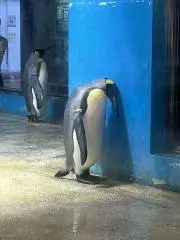 じーまの画像