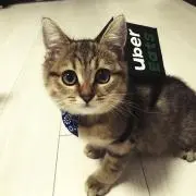 ねこの画像