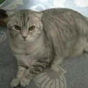 momonomiの画像
