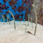 ぶらおの画像