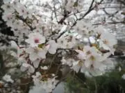 いもけんぴ★の画像