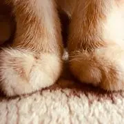 maru