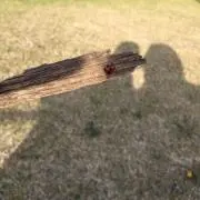 wakuwakuの画像