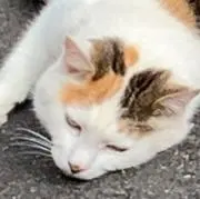 GANOの画像