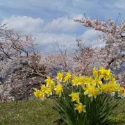ひよこの画像