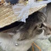 こ たの画像