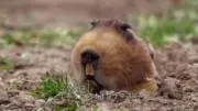 タコプーの画像