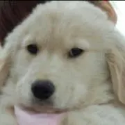 よっちー