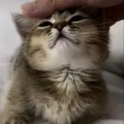 しゅう