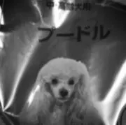 ぷーどる