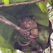 チャピの画像