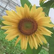 はるちゃん