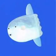 はなまる子（プロフ確認お願いします）の画像