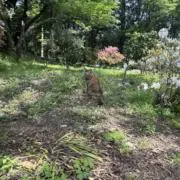 りー。