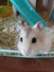 mikoの画像