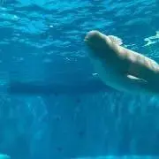 ペコちゃんの画像