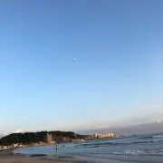 コムの画像
