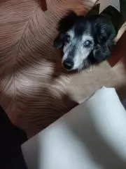 モンキーパパ