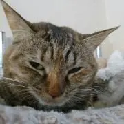 のんとろ
