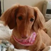 ひこ