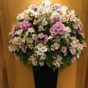 おかかの画像