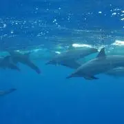イルカ