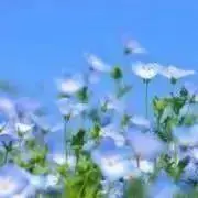 picinの画像