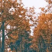 さぁや❁プロフ★まで一読の画像