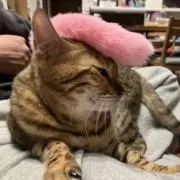 ティアの画像