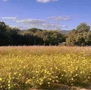 はなまる