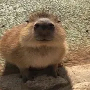 Azukingの画像
