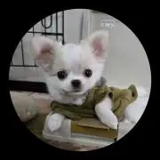 じょろ