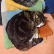 NSTの画像
