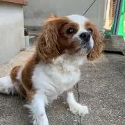 右京のアニキの画像