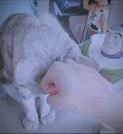 かれんの画像
