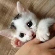 chimuの画像