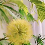 kutsurogiの画像