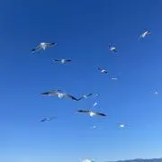 かもめの画像