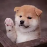 だんかん