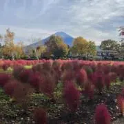 ぱなの画像