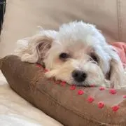 mimayuの画像
